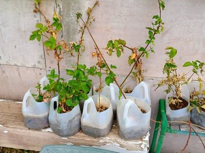 Thornless Black Berry plants