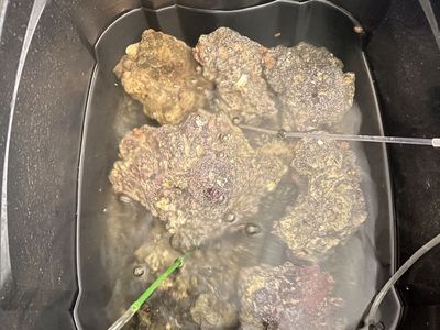 Live Rock Fo Salt Water Aquarium