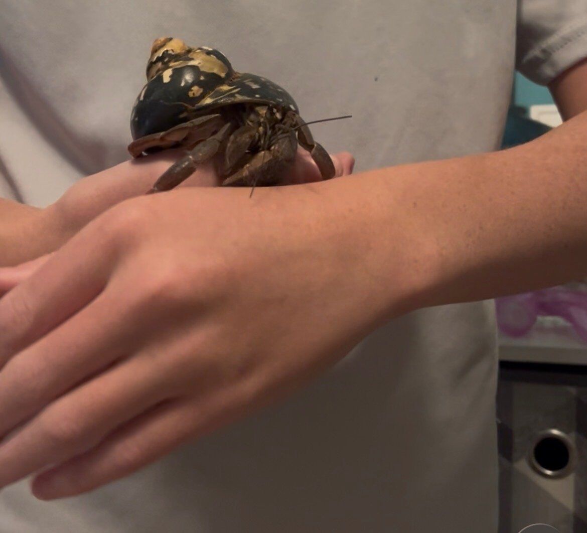 hermit crabs with tank and supplies