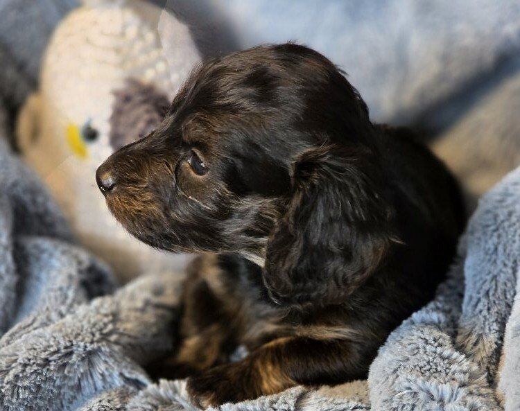 Unique Colors -Long-Haired Dachshund Puppies – Ra