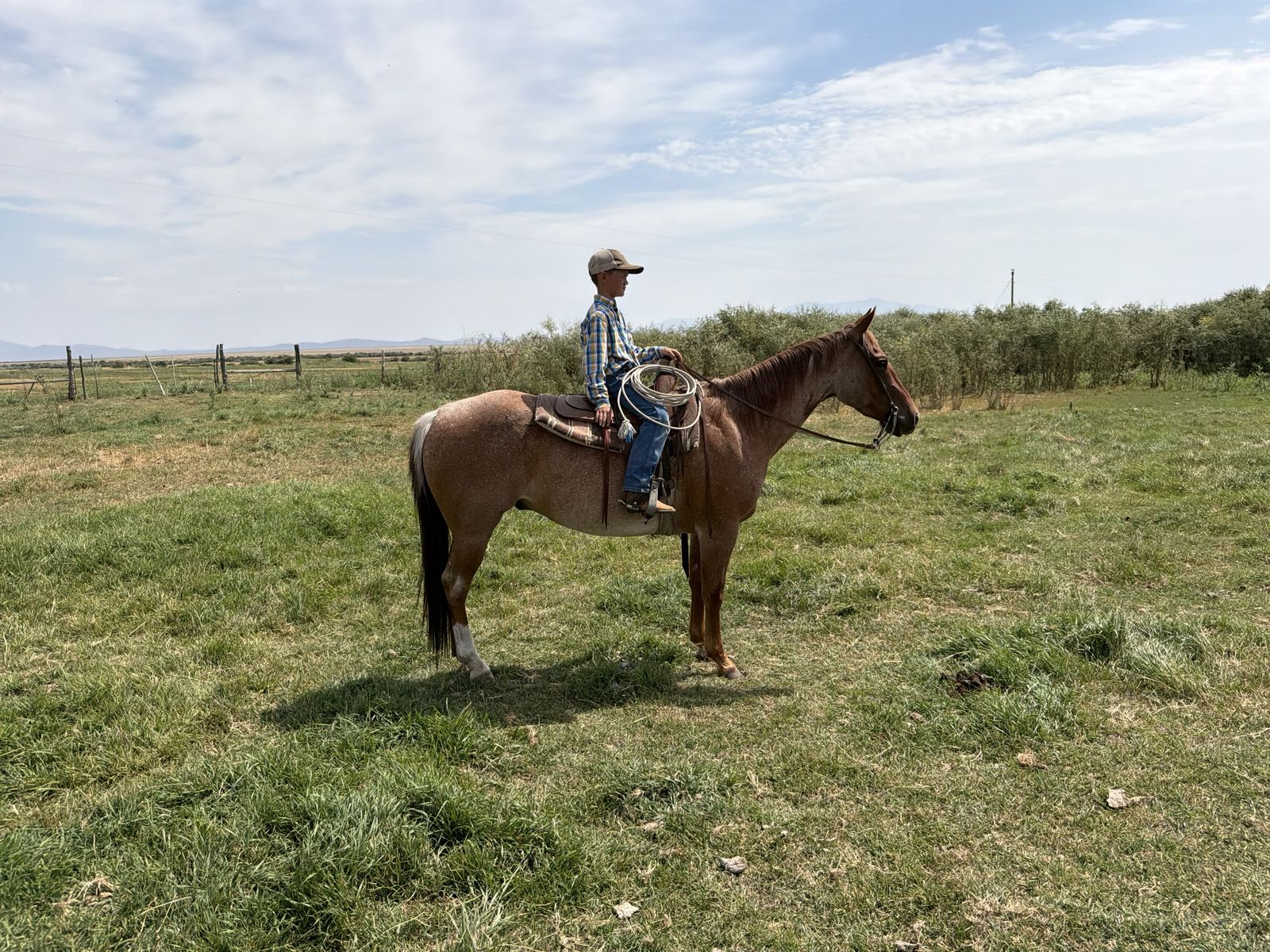 Horse for Sale 