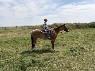 Horse for Sale