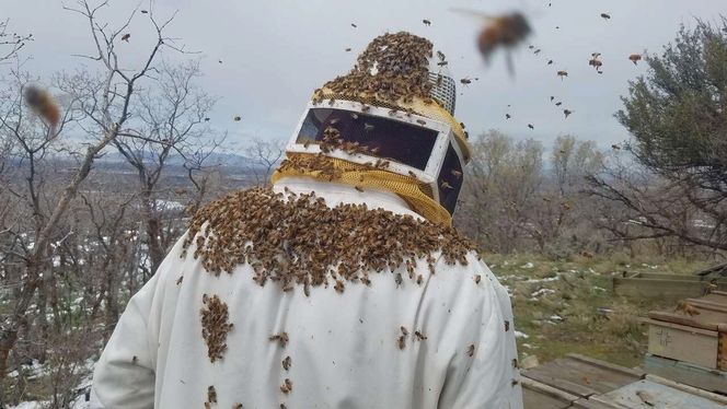 honey bee 3 lbs packages and 5 deep frame nucs