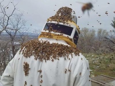 honey bee 3 lbs packages and 5 deep frame nucs