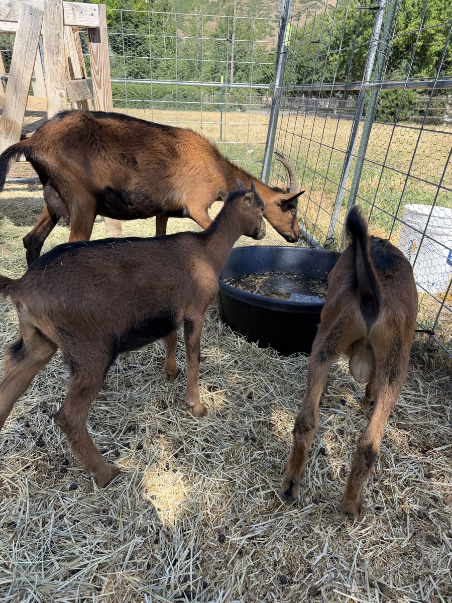 Nanny and 2 kids, pack goats, milk goats