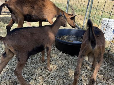 Nanny and 2 kids, pack goats, milk goats