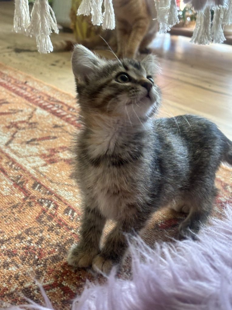 Cute 10 Week-Old Kitten for Sale