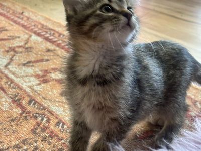 Cute 10 Week-Old Kitten for Sale