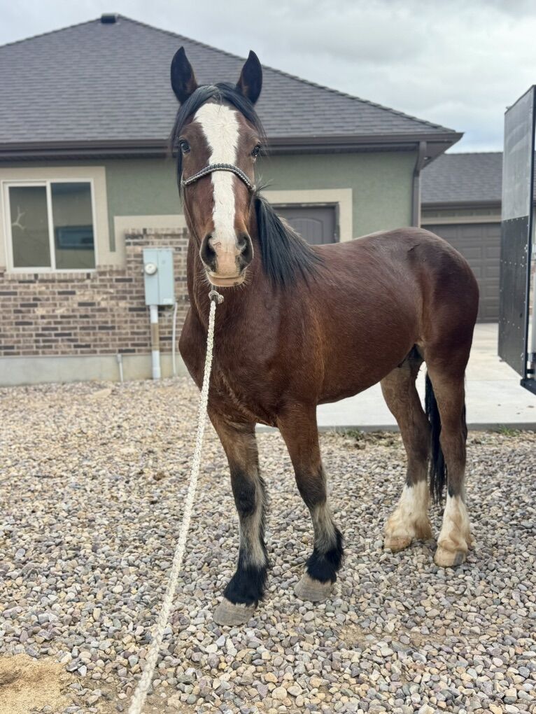 2 Year Old Half Draft Gelding