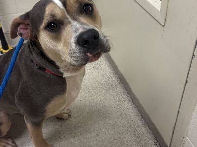 Hello my name is Torro