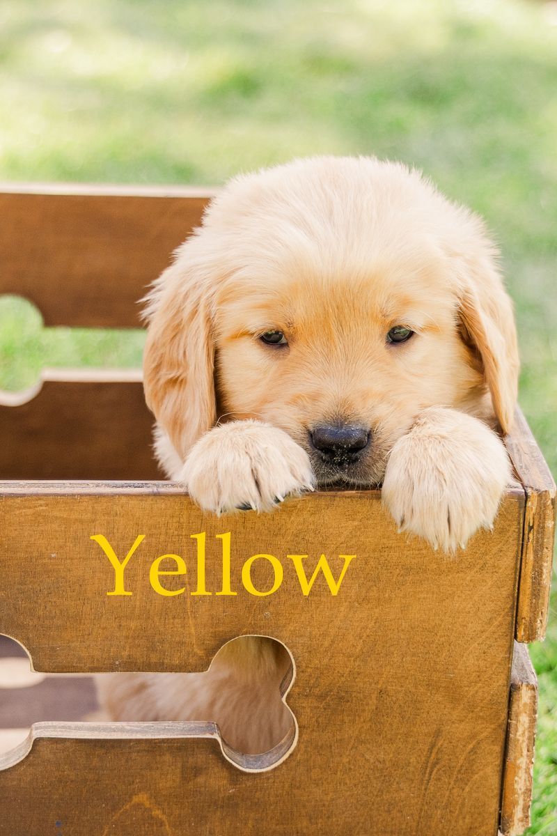 AKC Golden Retriever Puppies