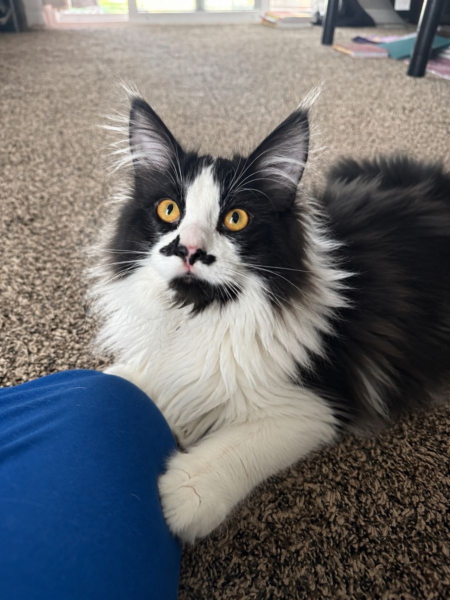 BEAUTIFUL MALE TUXEDO MAINE COON