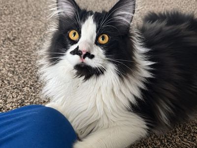BEAUTIFUL MALE TUXEDO MAINE COON