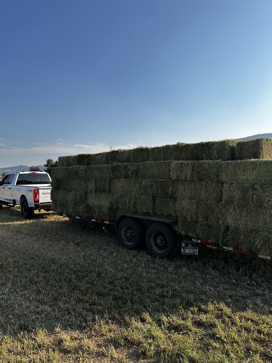 Hay for Sale