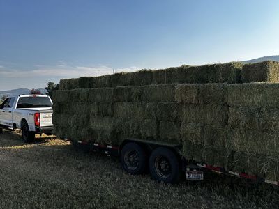 Hay for Sale