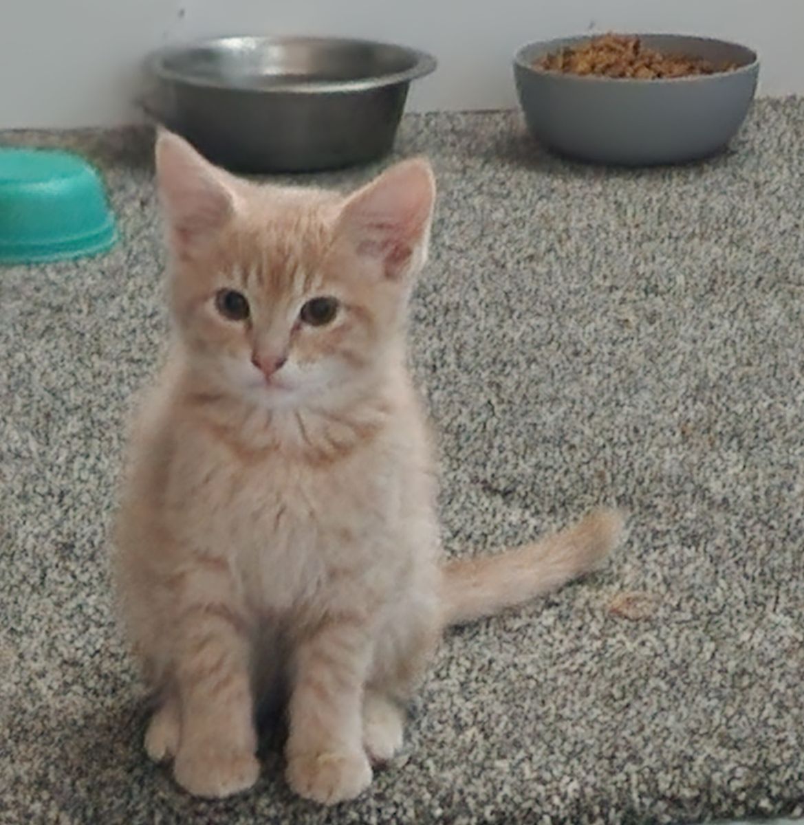 We have one kitten left!