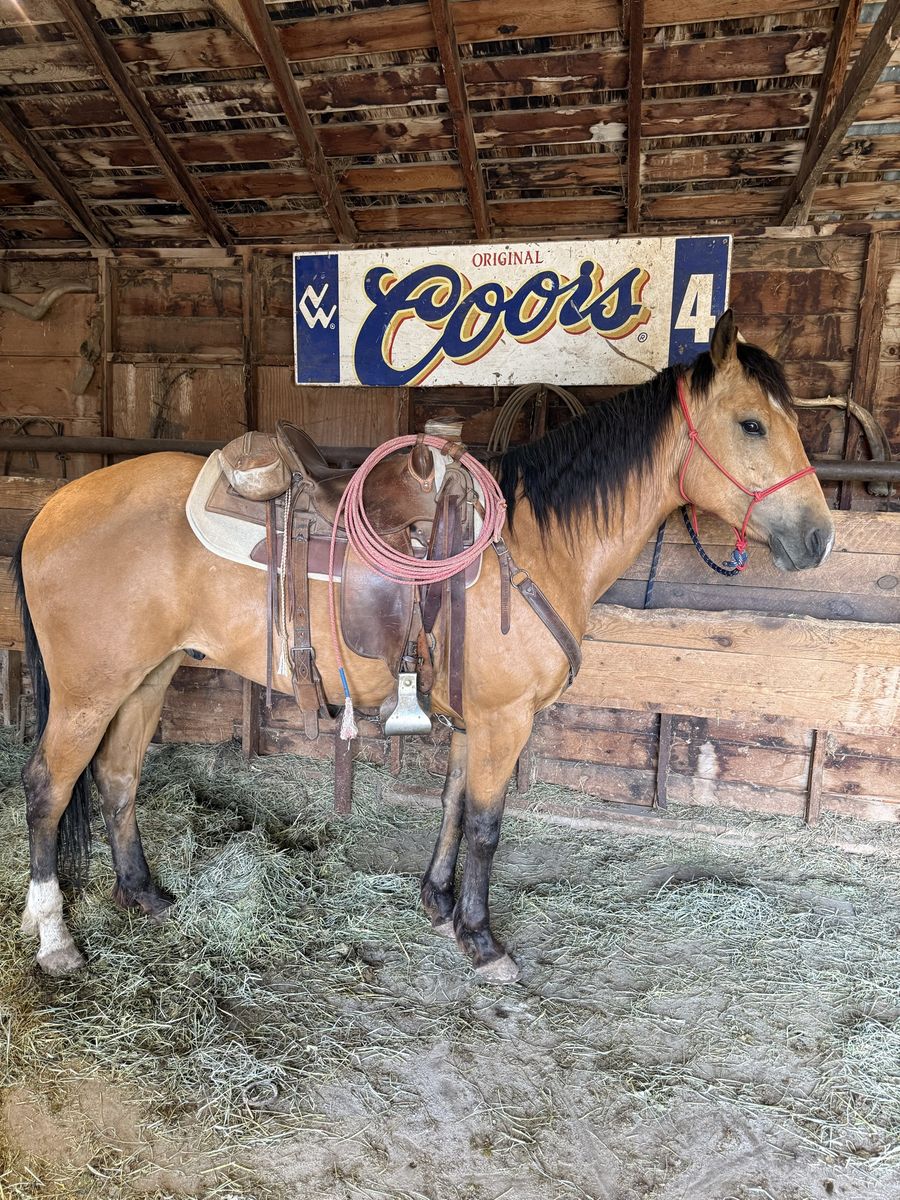 5 year old grade buckskin