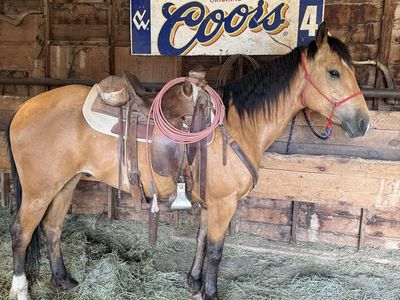 5 year old grade buckskin