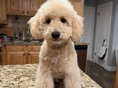 Perfect AKC MINI Poodle Boy Trained!