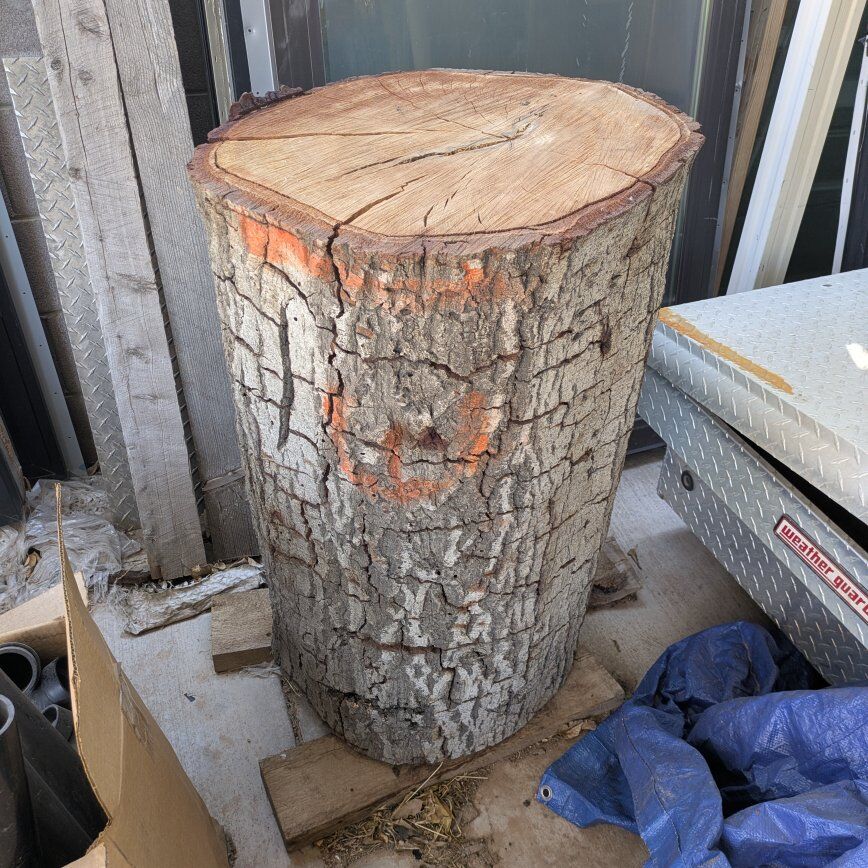 California Live Oak Trunk