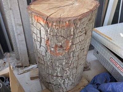 California Live Oak Trunk