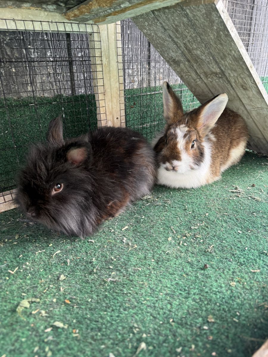Rabbits Need New Home ASAP - FREE