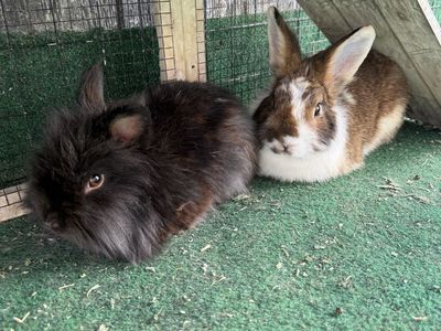 Rabbits Need New Home ASAP - FREE