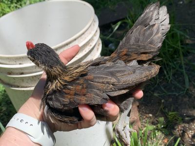 PRICE REDUCED MUST GO Purebred Azteca Cockerel—Coop Ready Bantam Rooster