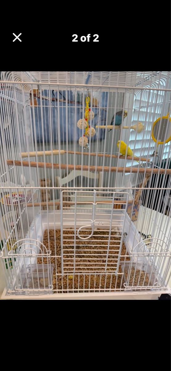 Parakeets And Cage