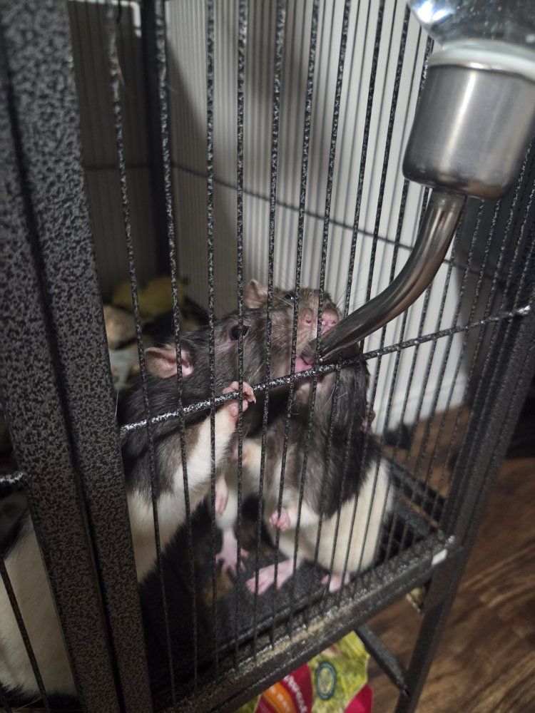 4 Male Rats With Cage