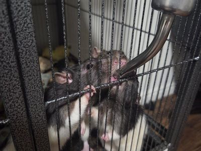4 Male Rats With Cage