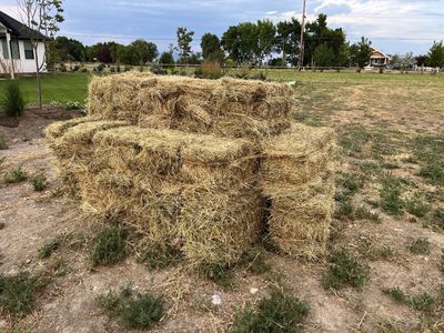 Grass Alfalfa Hay