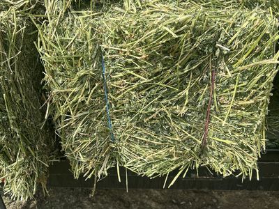 Orchard Grass/Alfalfa Mixed Hay