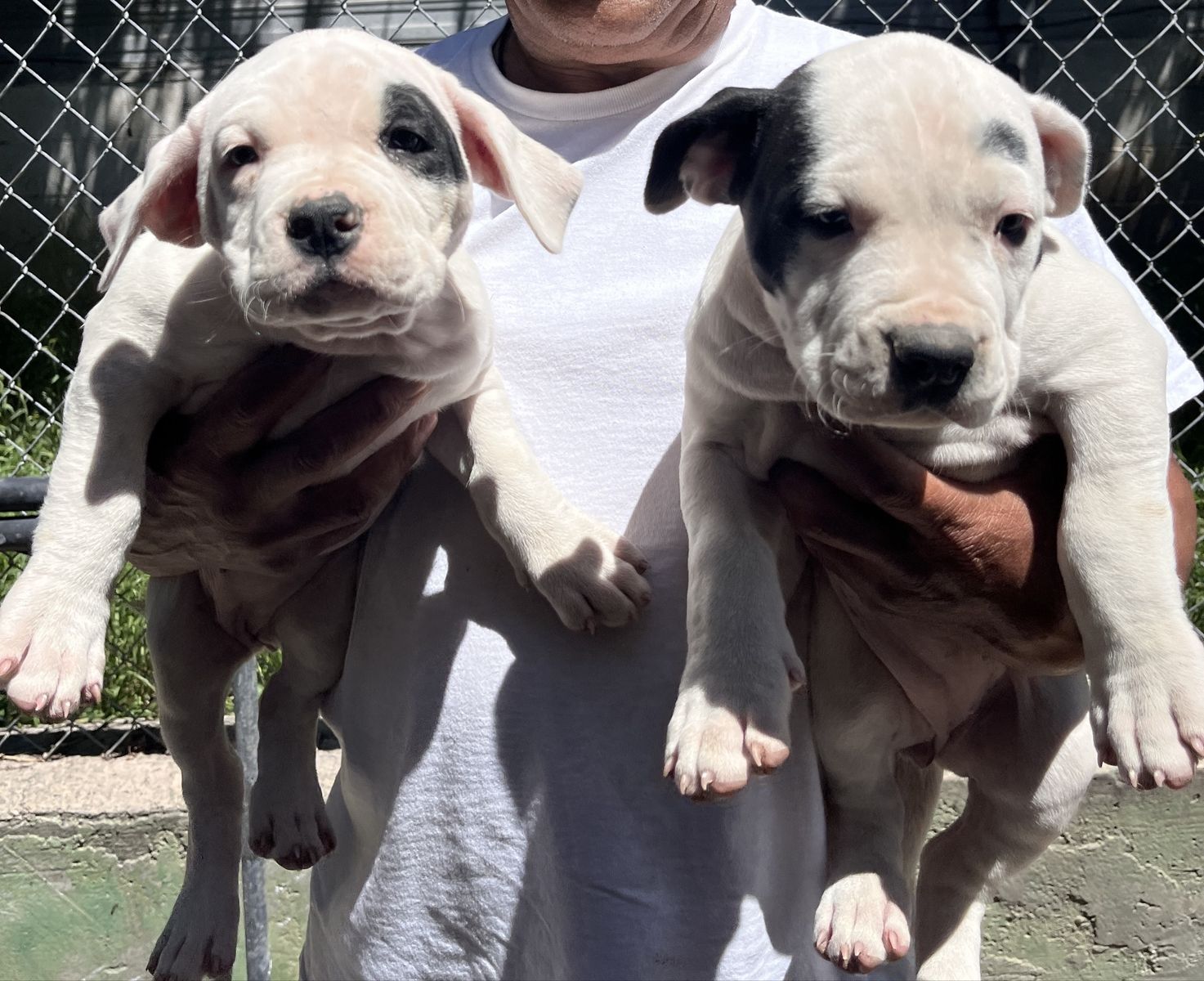 puppies