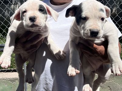puppies