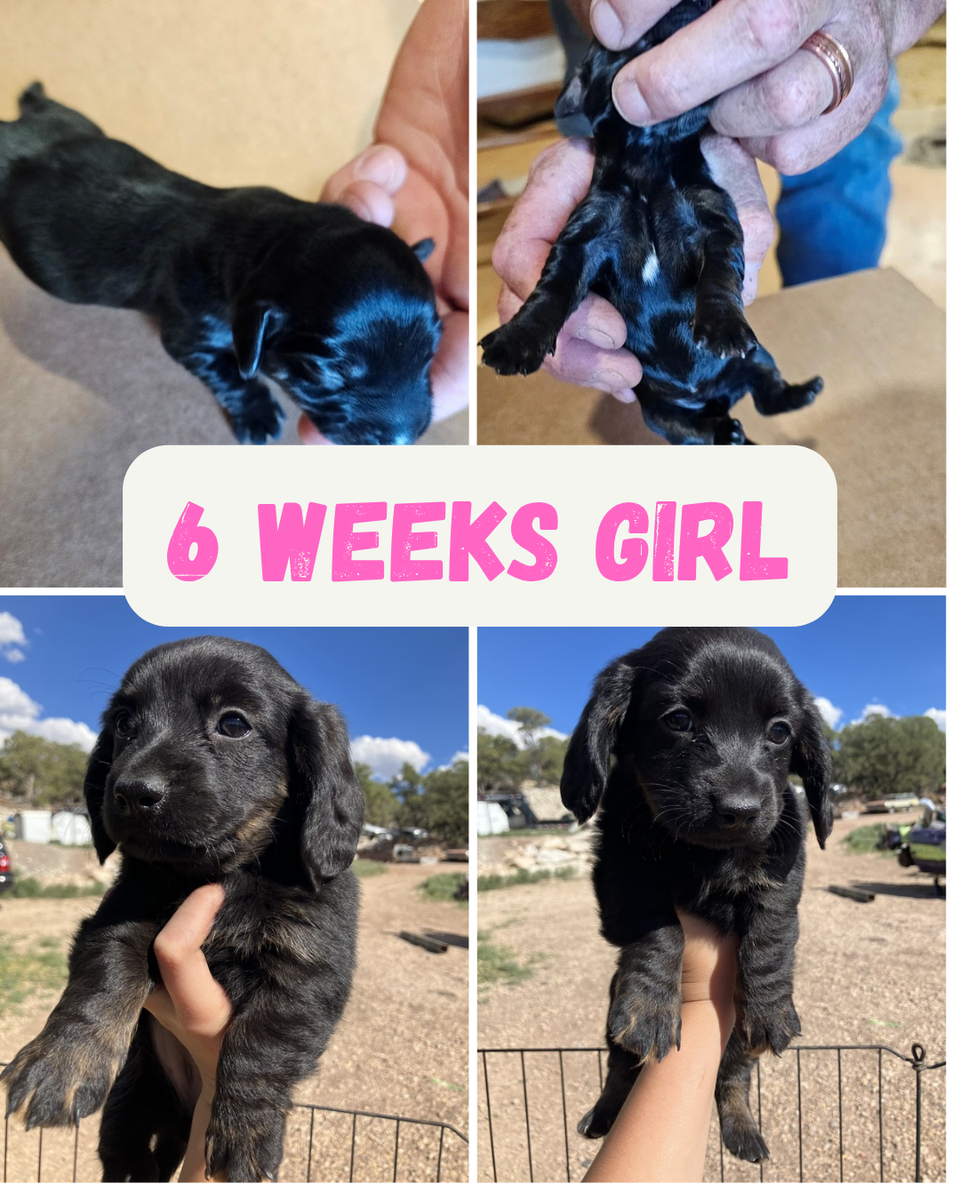 Dachshund Puppies