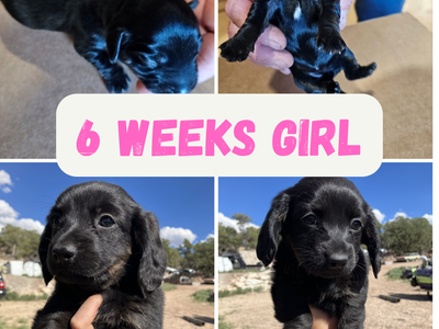 Dachshund Puppies