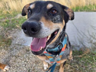 Adopt Lorelai – The Loyal, Low-Maintenance