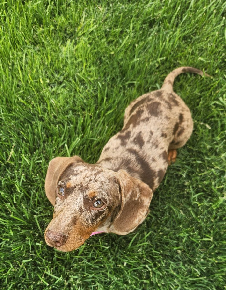 Female Mini Dachshund Puppy
