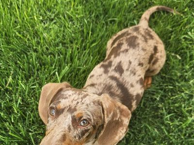 Female Mini Dachshund Puppy