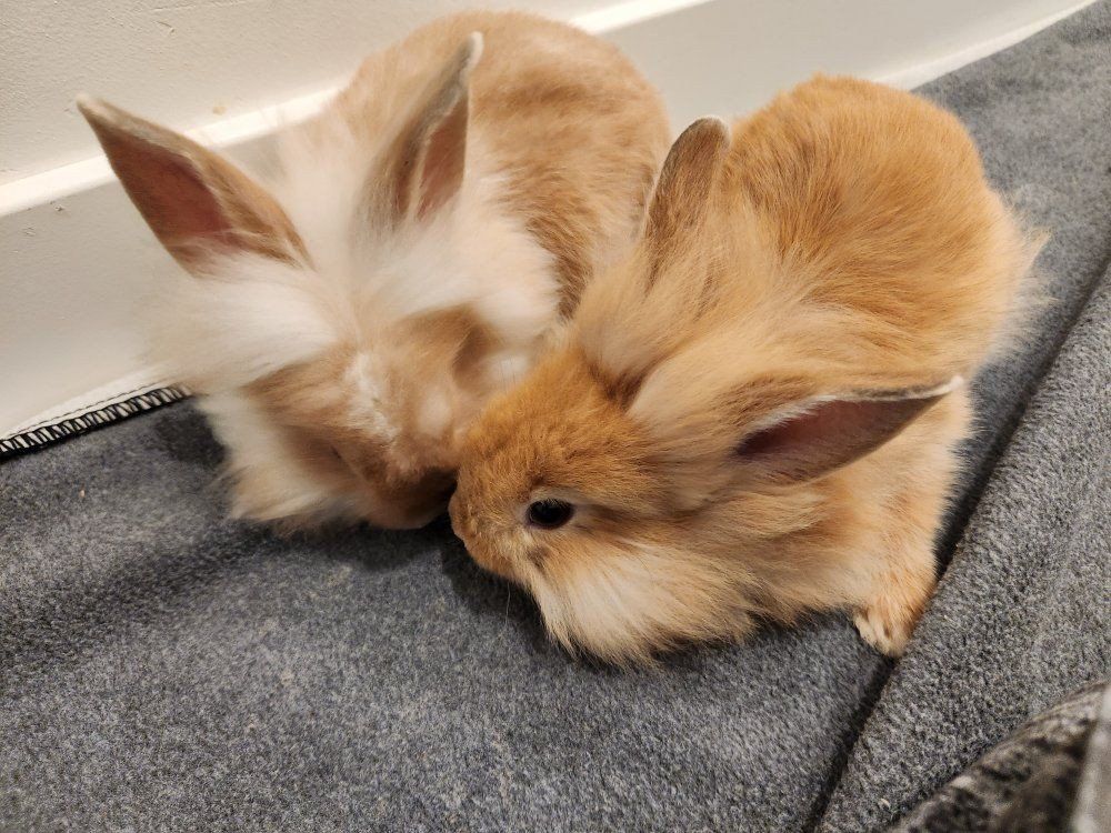 Fluffy and cutest bunnies