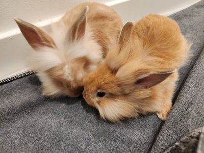 Fluffy and cutest bunnies