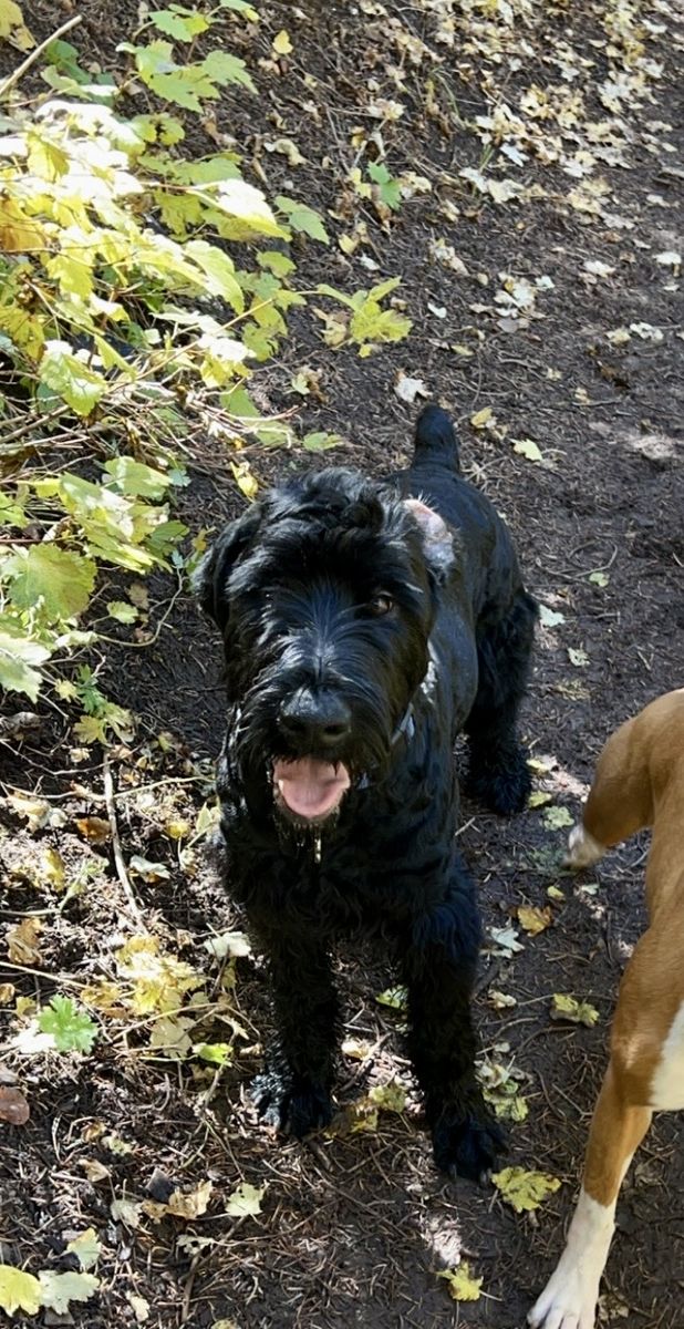 Giant Schnauzer Stud