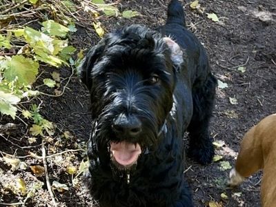 Giant Schnauzer Stud