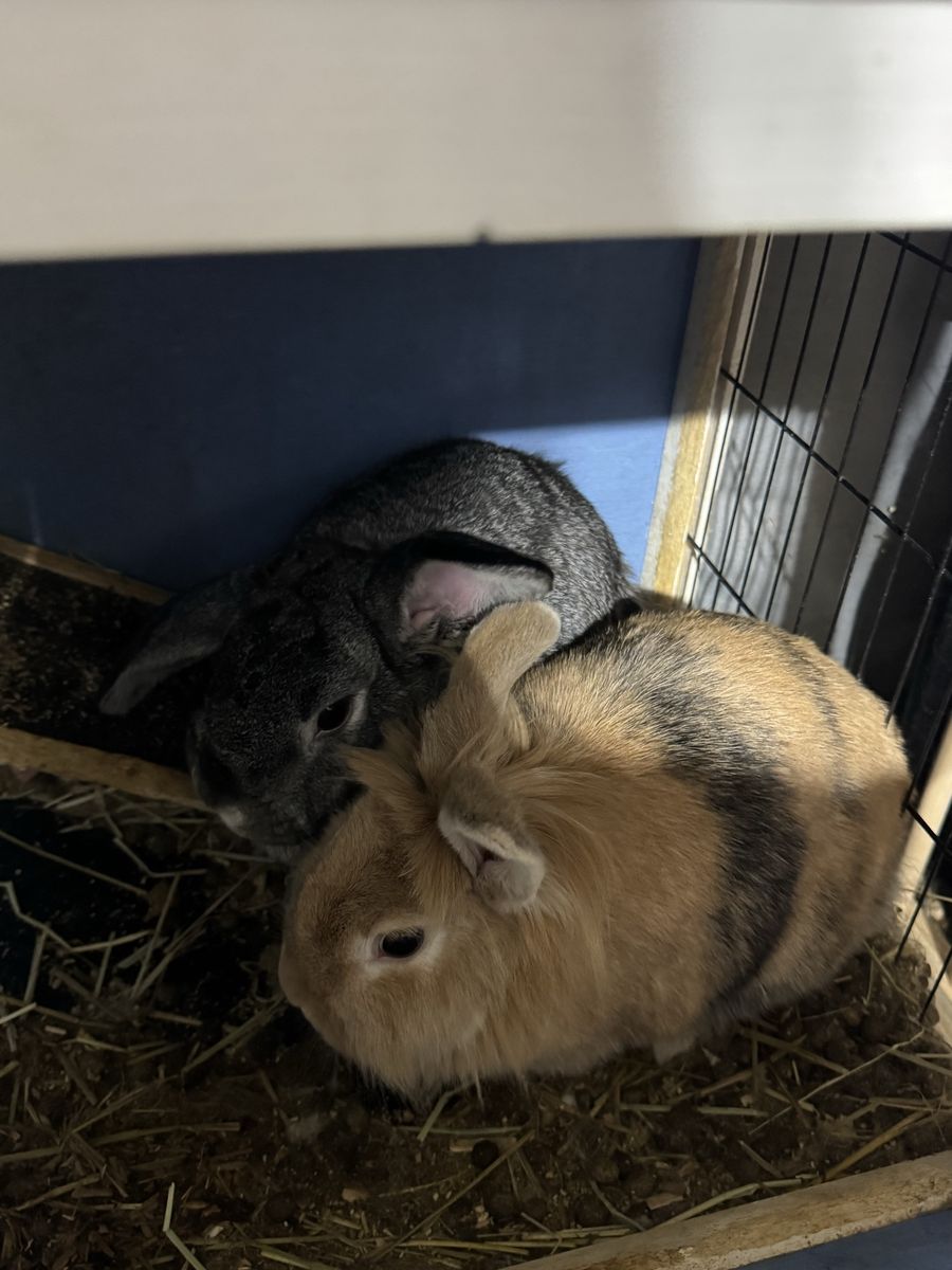 2 Bunnies looking for a good home