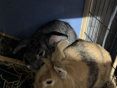 2 Bunnies looking for a good home