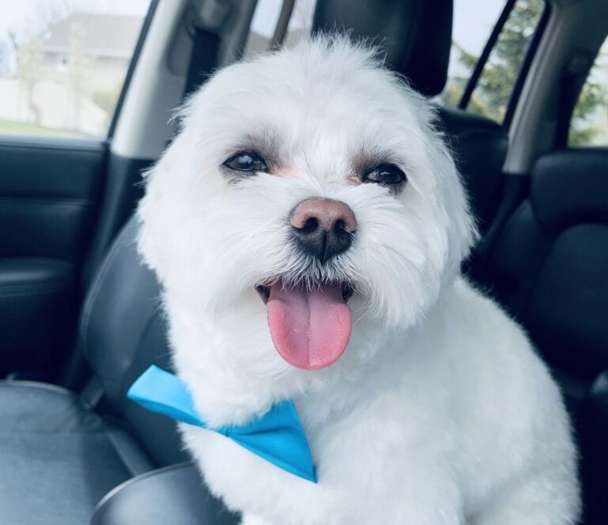 Purebred Mini Maltese STUD