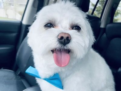 Purebred Mini Maltese STUD