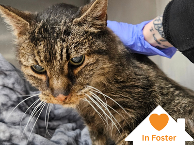 Hello my name is Hubert