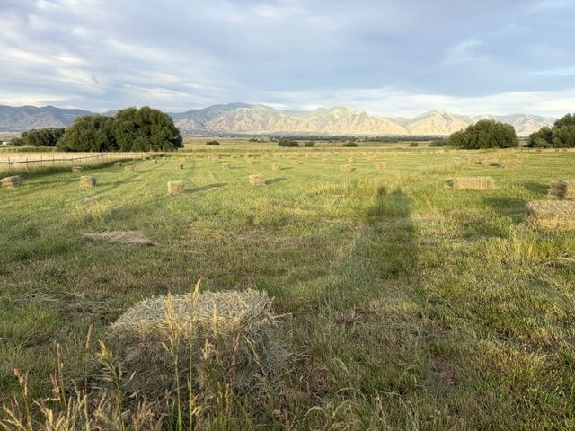 grass hay, small bails